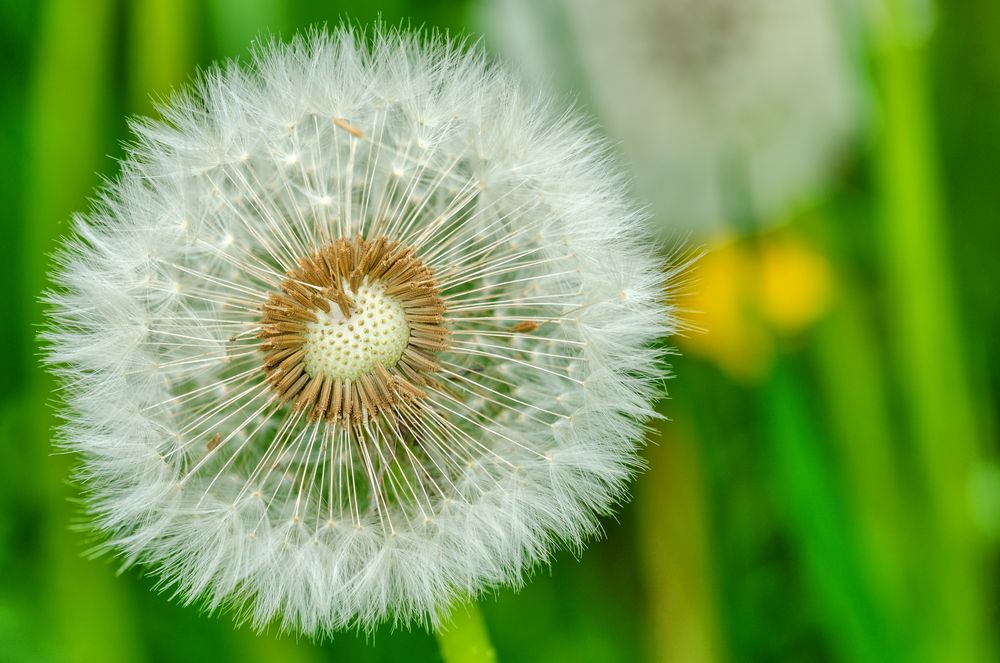 Löwenzahn (Taraxacum officinale)