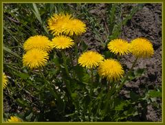 Löwenzahn (Taraxacum officinale) - seine satt gelben Blüten leuchten wieder fast überall