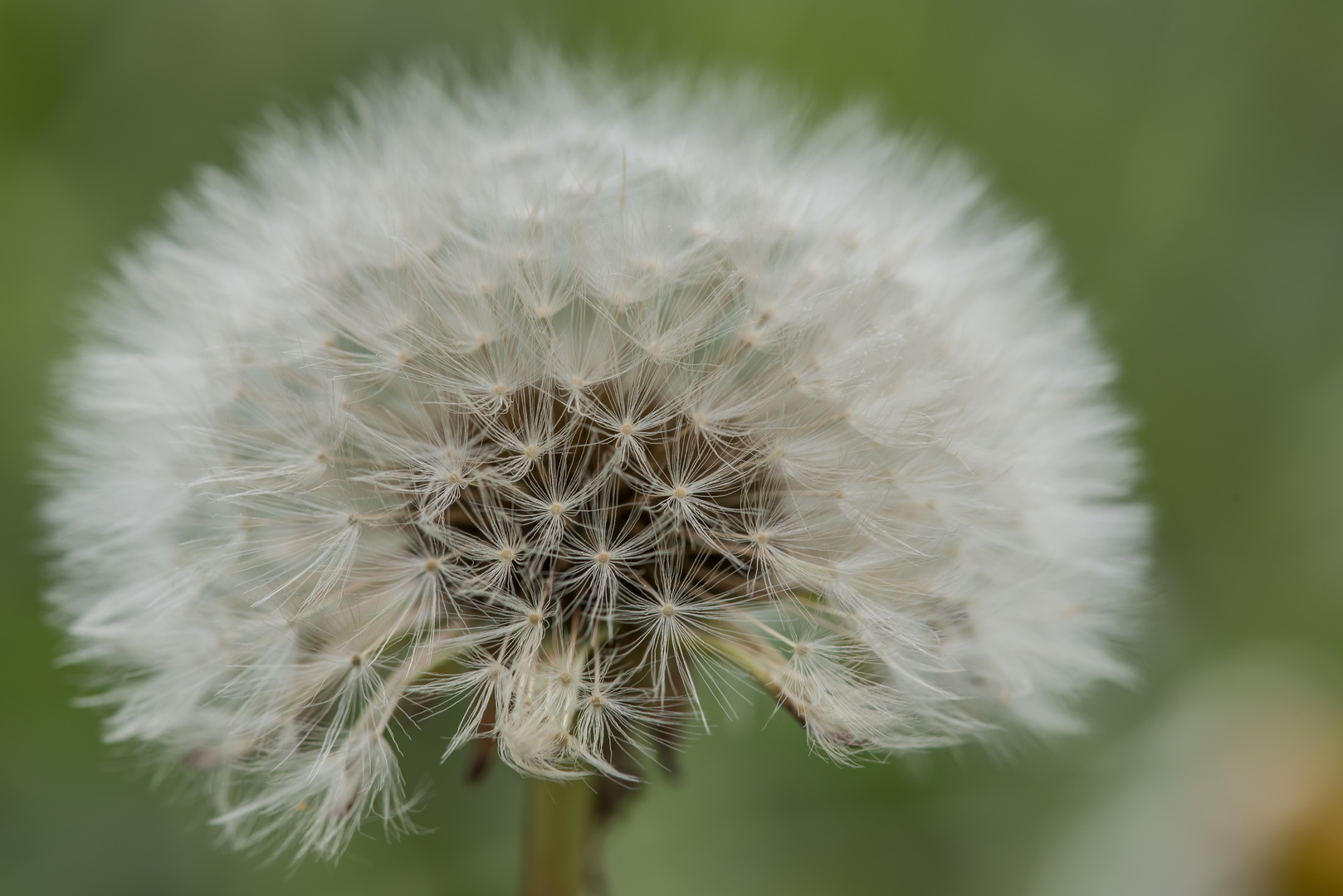 Löwenzahn (Taraxacum Sect. Ruderale)