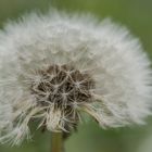 Löwenzahn (Taraxacum Sect. Ruderale)