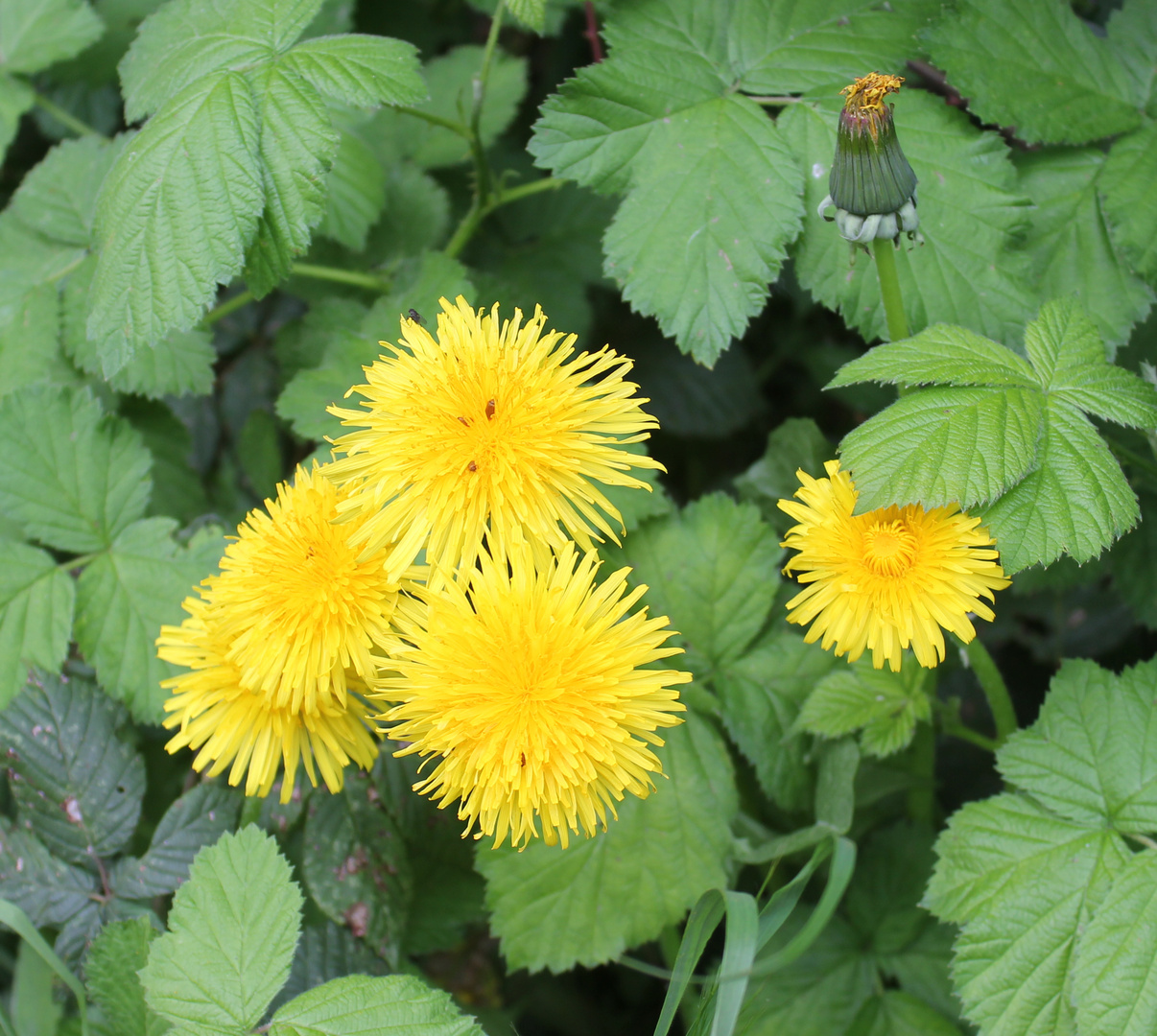 Löwenzahn (Taraxacum sect. Ruderalia)