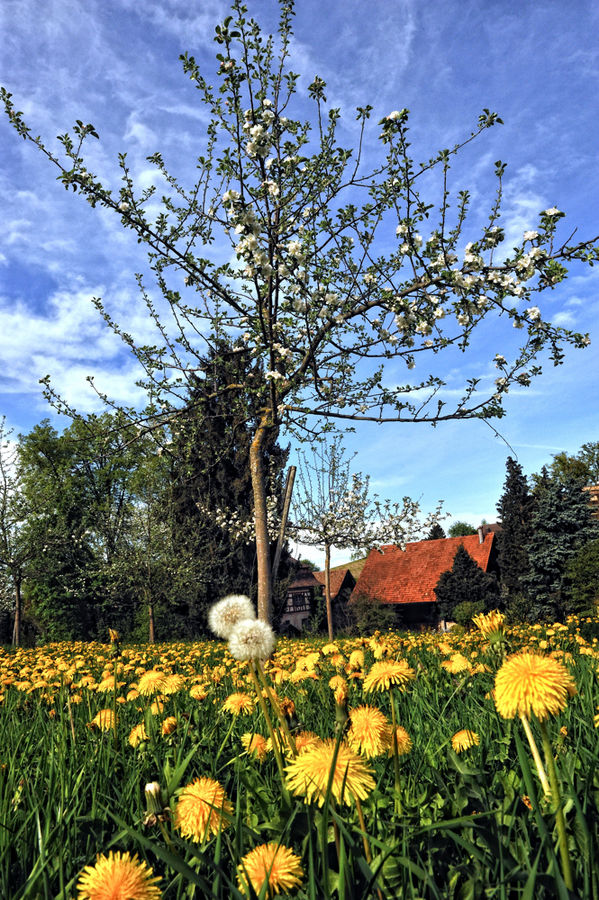 Löwenzahn und Apfel