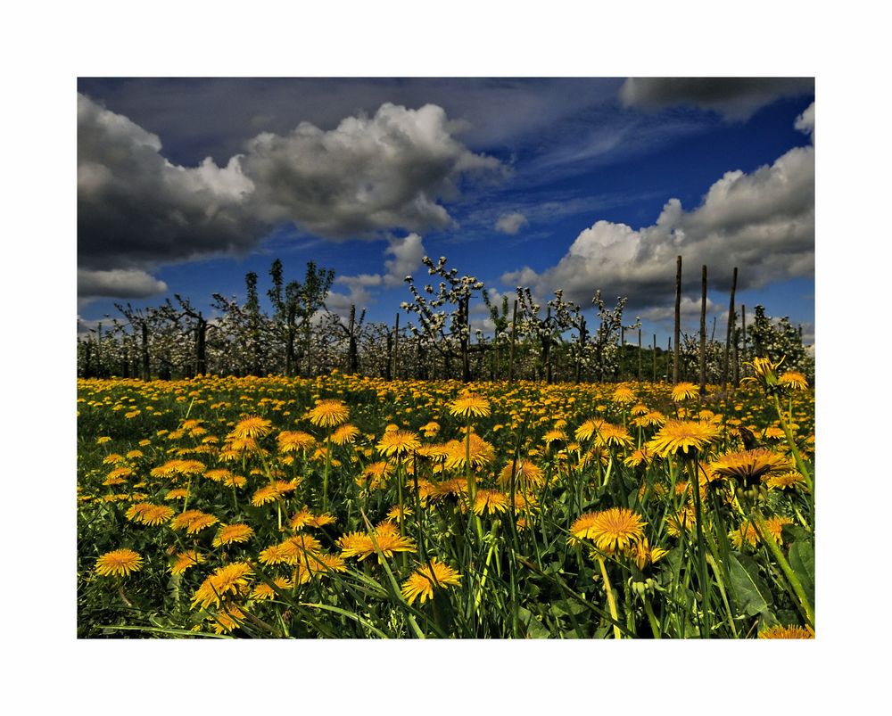 Löwenzahn und Apfelblüte