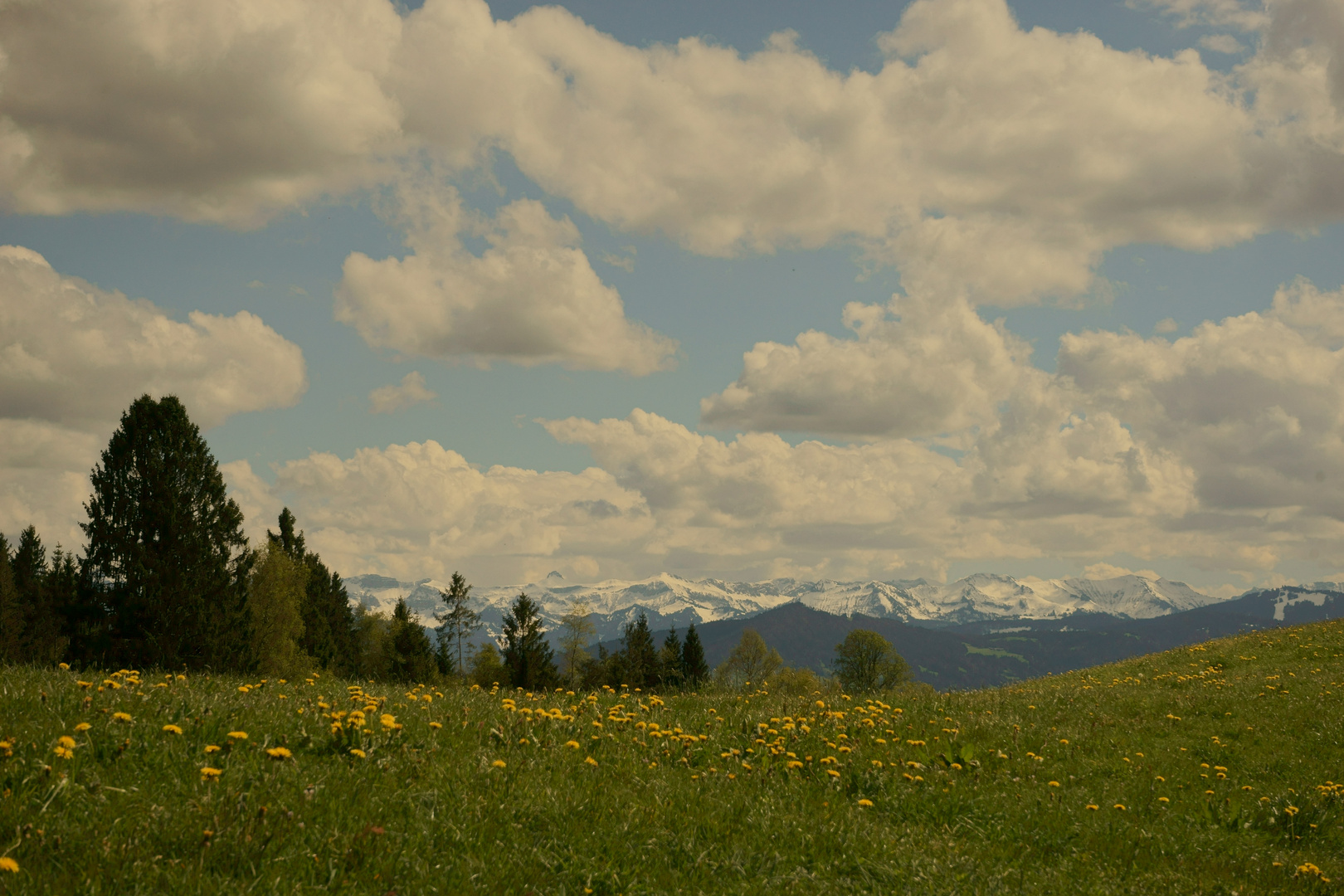 Löwenzahn und berge