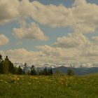 Löwenzahn und berge