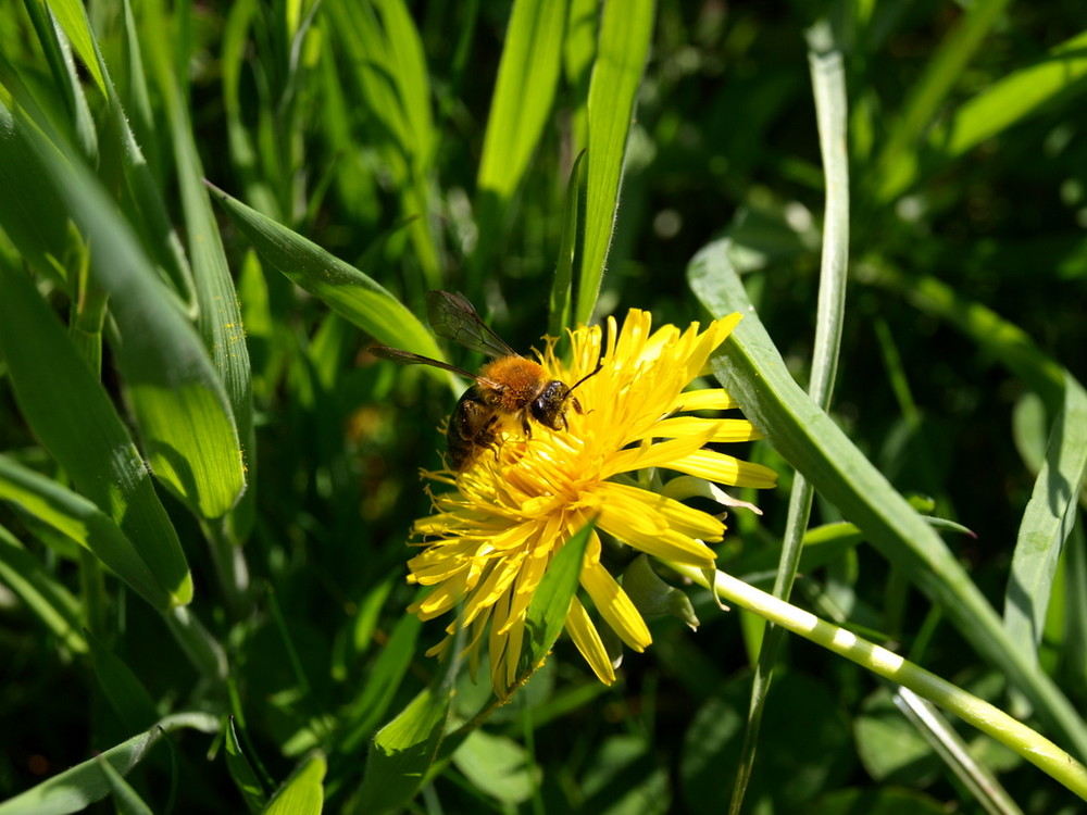 Löwenzahn und Biene