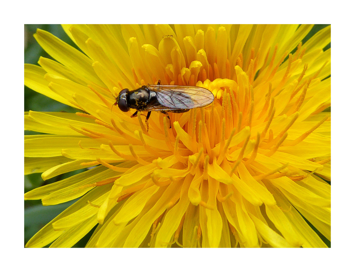 Löwenzahn und Fliege