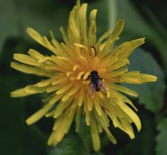 Löwenzahn und Fliege