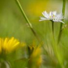 Löwenzahn und Gänseblümchen 