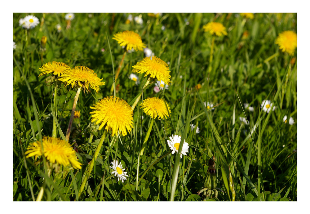 Löwenzahn und Gänseblümchen