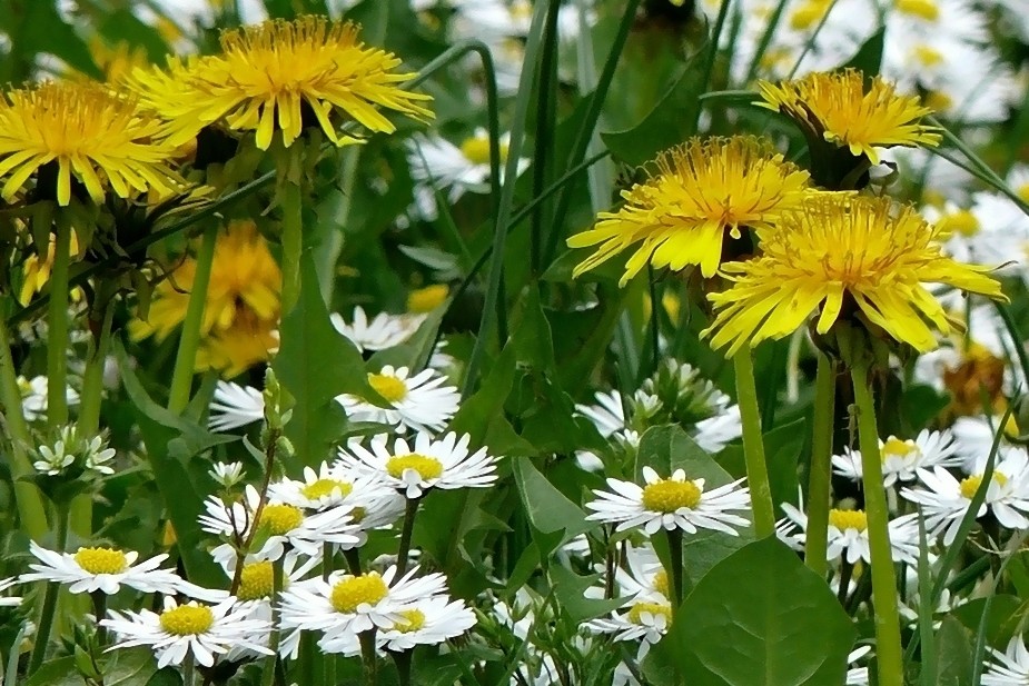 Loewenzahn und Gaensebluemchen Foto &amp; Bild | pflanzen, pilze &amp; flechten ...