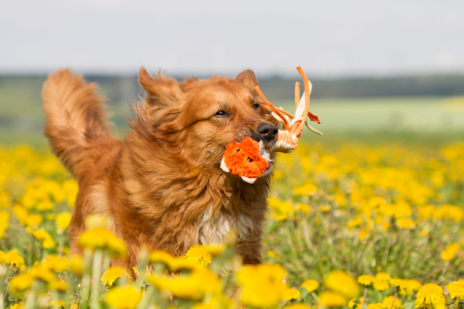 Löwenzahn und Hundefoto....