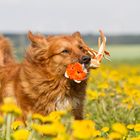 Löwenzahn und Hundefoto....