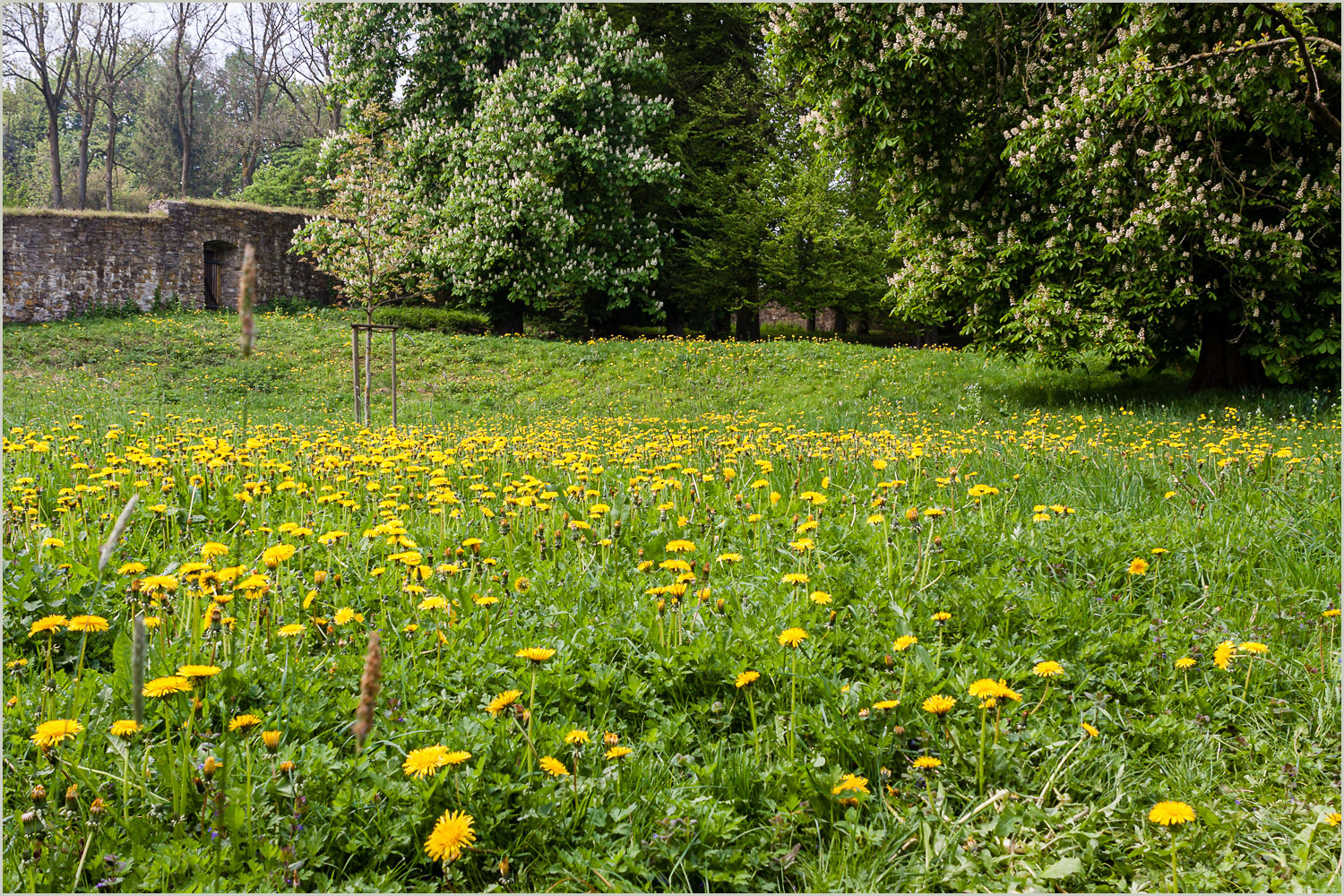 Löwenzahn und Kastanienblüte