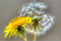 " Löwenzahn und Pusteblume "