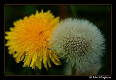 Löwenzahn und Pusteblume...