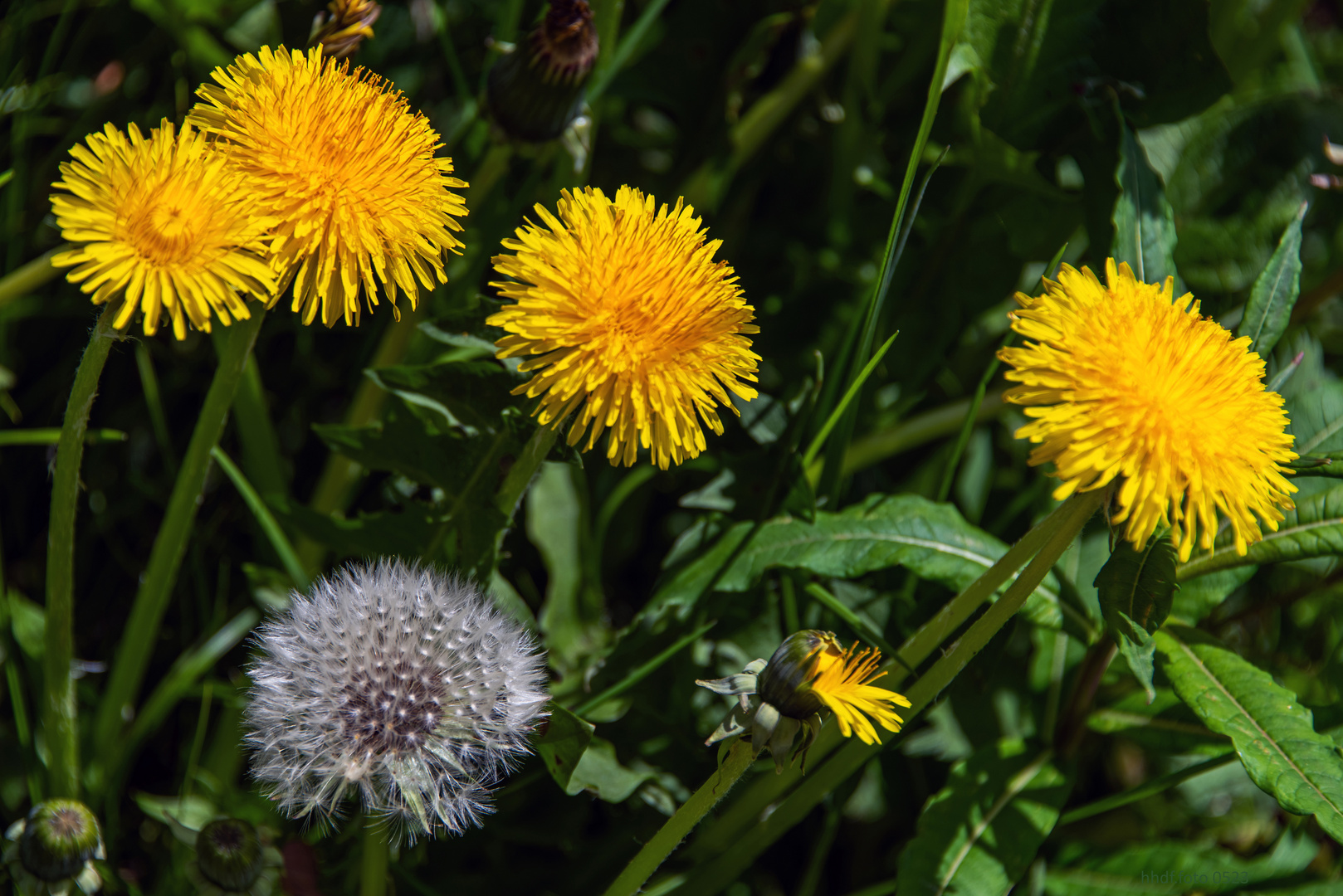 Löwenzahn und Pusteblume