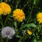 Löwenzahn und Pusteblume