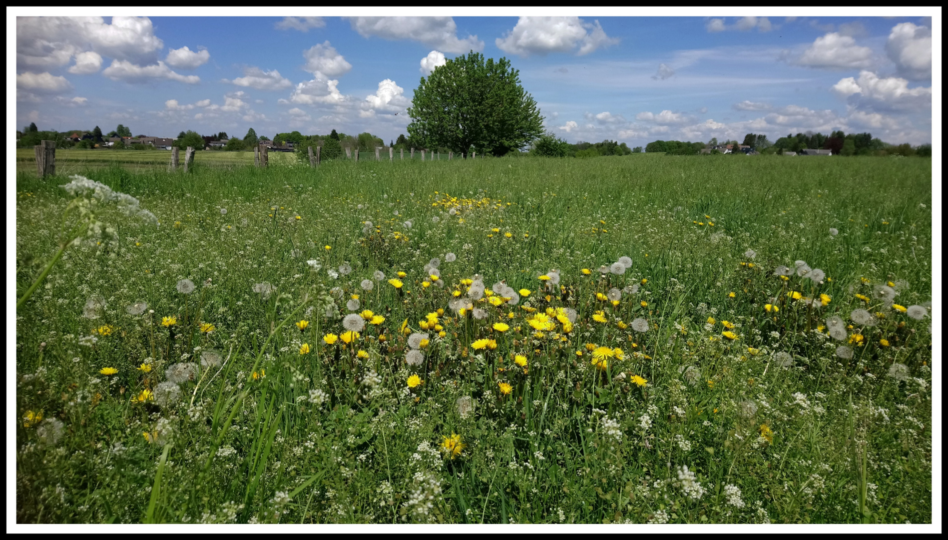 Löwenzahn und Pusteblumen