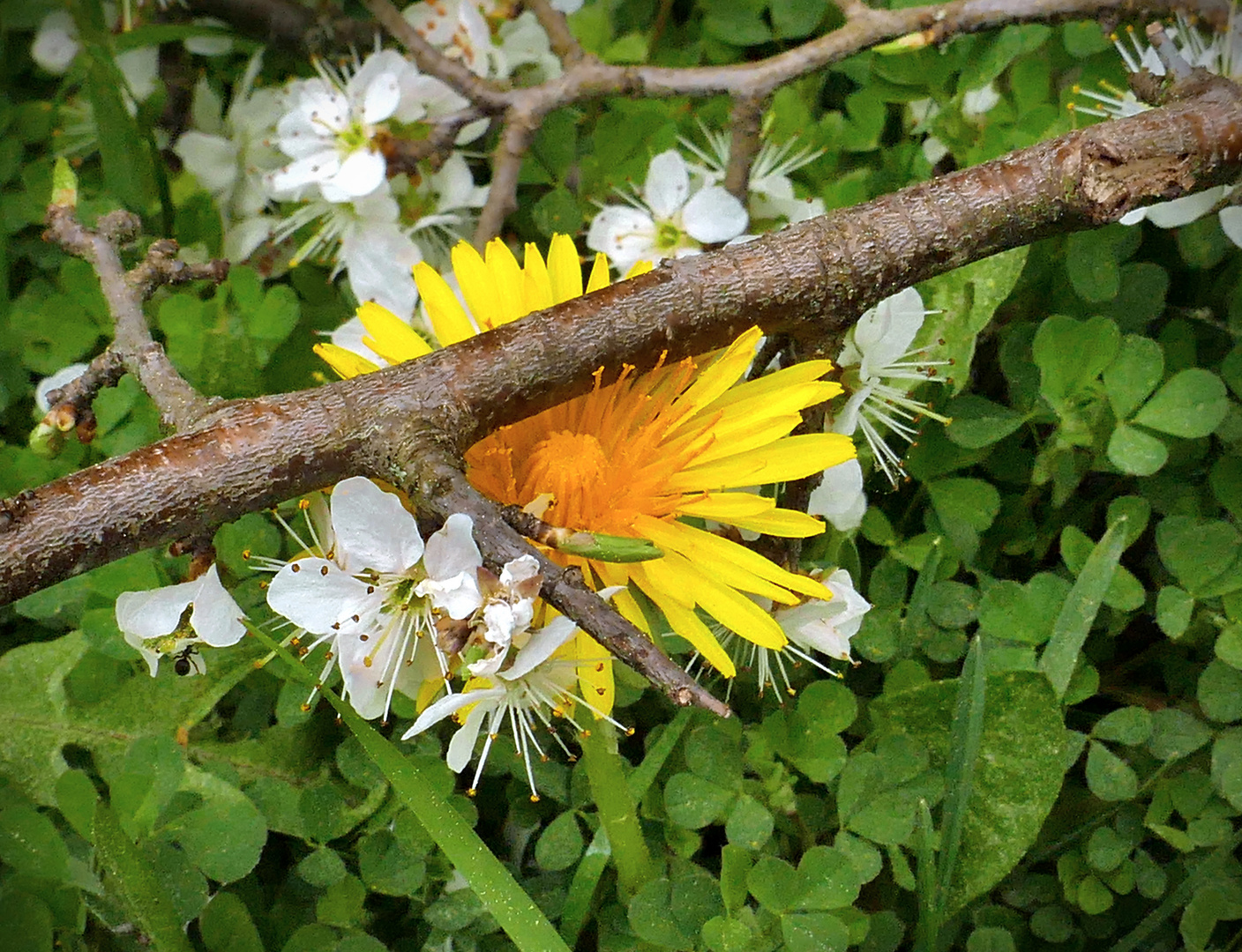 Löwenzahn und Schlehenblüte...