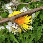 Löwenzahn und Schlehenblüte...