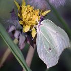 Löwenzahn und Schmetterling