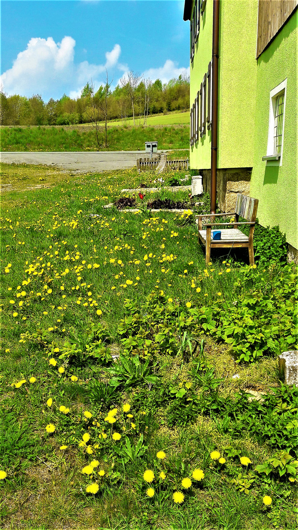 Löwenzahn und Sonne pur  am Haus