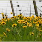 Löwenzahn und Weinbau