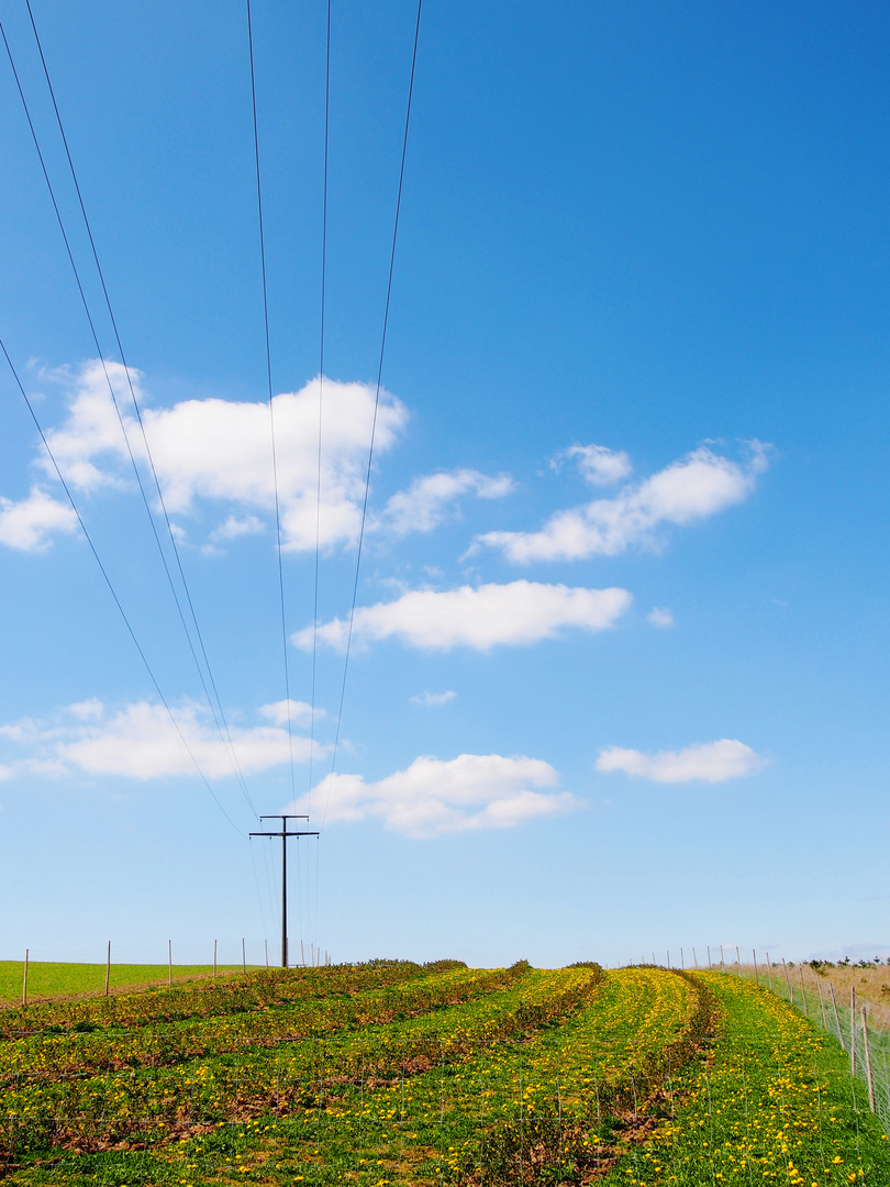 Löwenzahn unter Strom