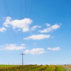 Löwenzahn unter Strom