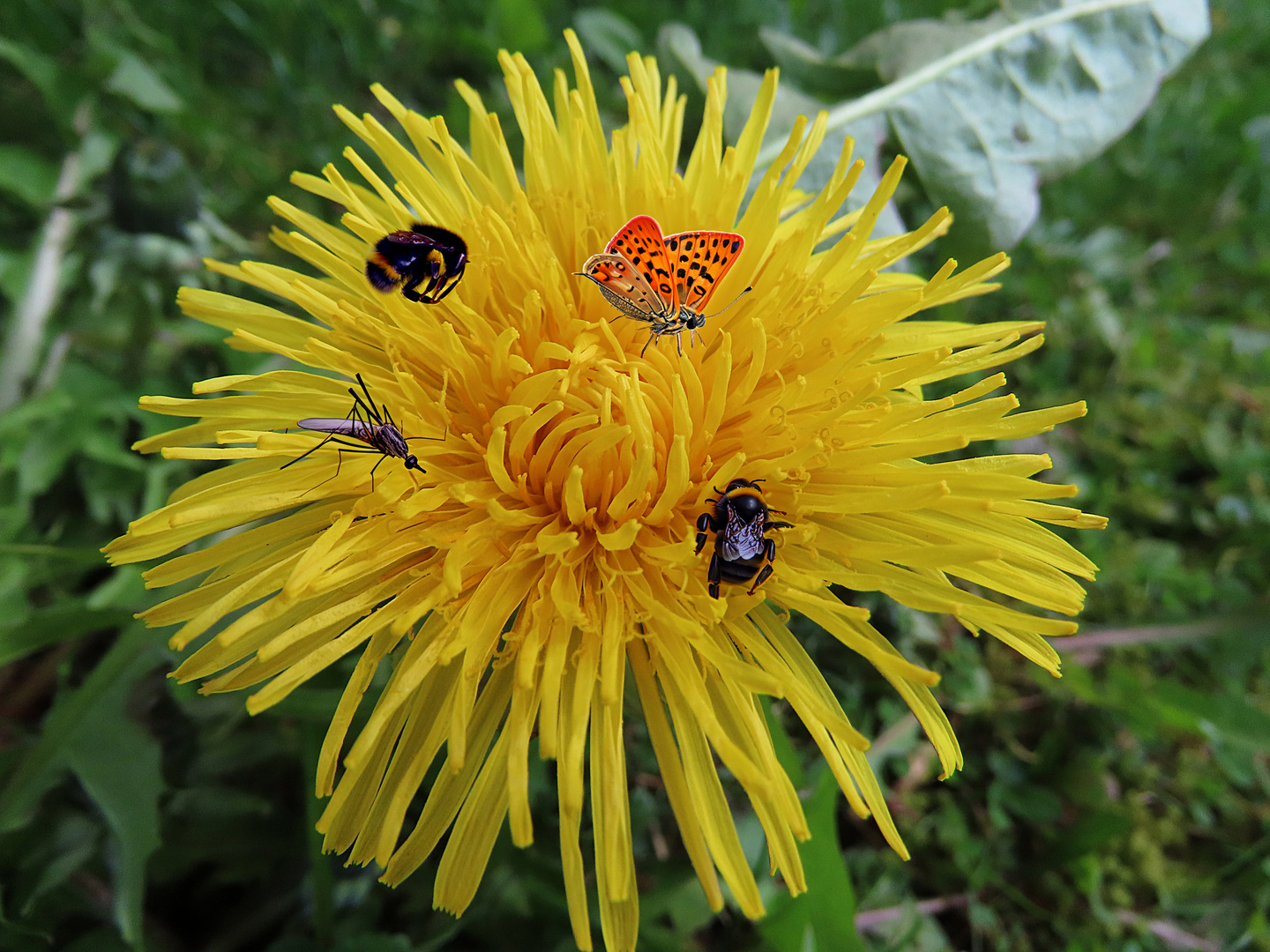 Löwenzahn, Versammlung der Insekten