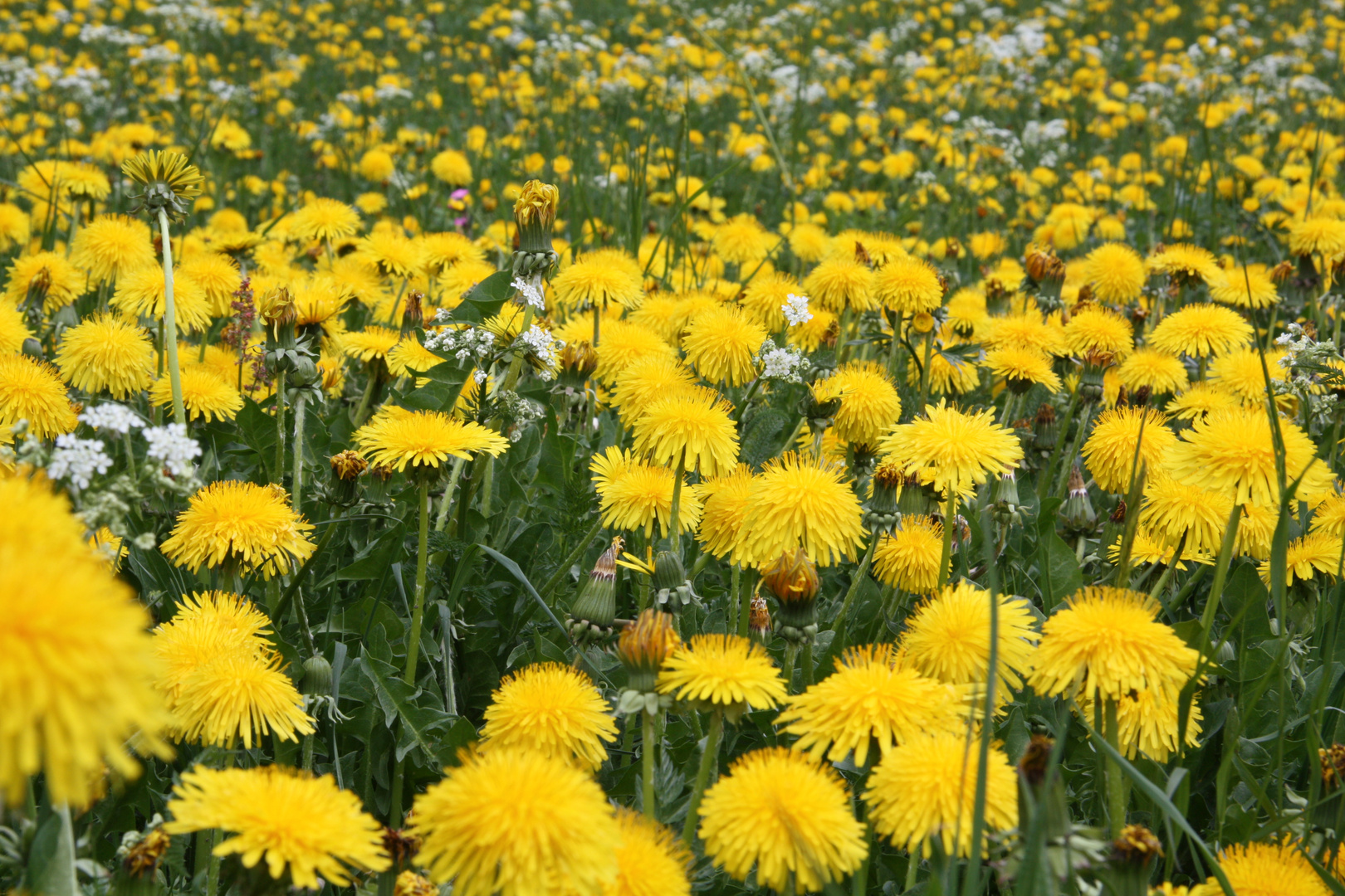 Löwenzahn vom letzten Jahr.