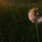 Löwenzahn, von der untergehenden Sonne angestrahlt