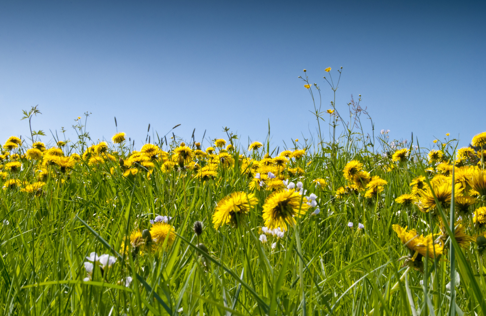 Löwenzahn vor blauem Himmel