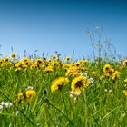 Löwenzahn vor blauem Himmel