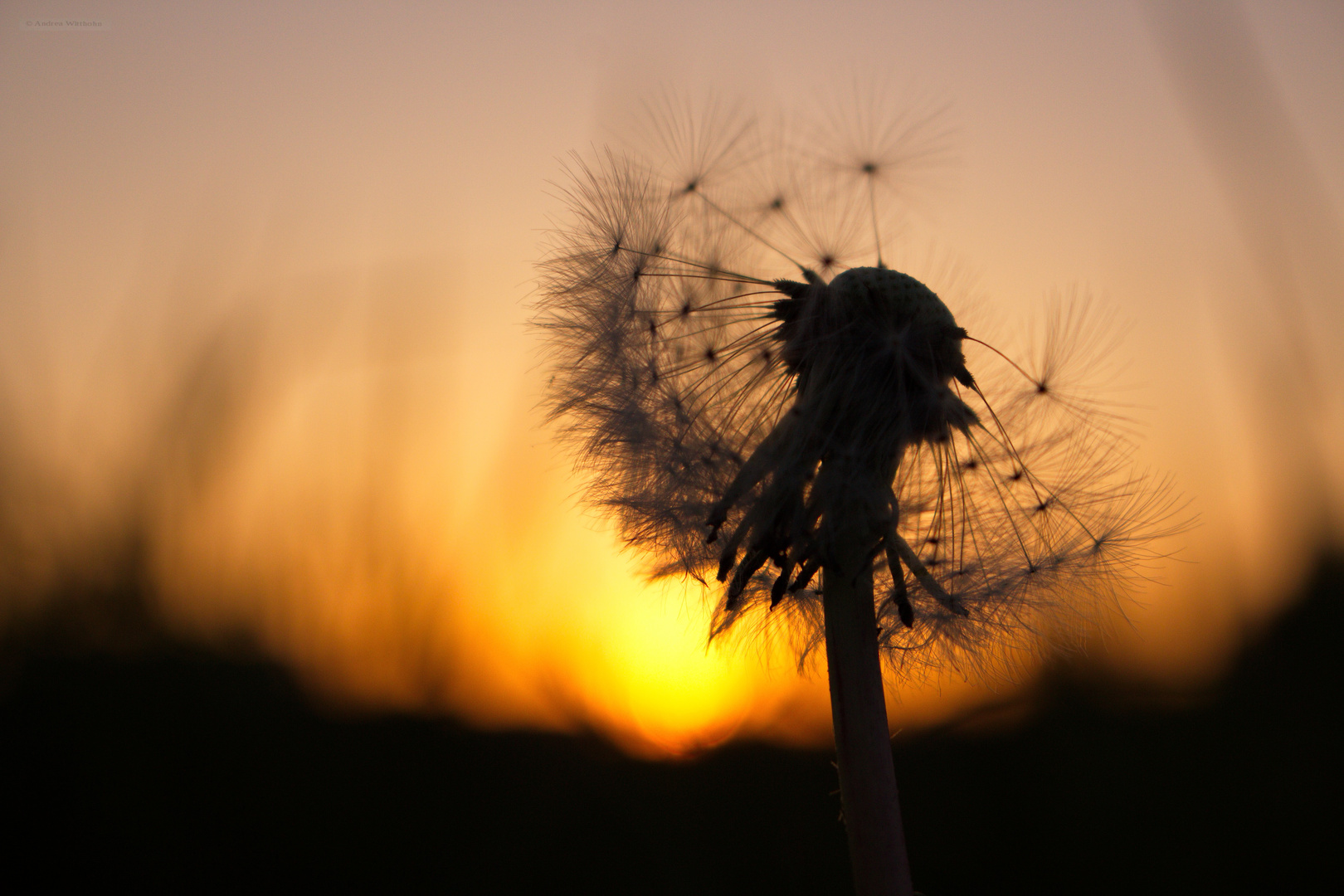 Löwenzahn vor der untergehenden Abendsonne