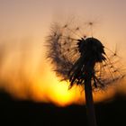 Löwenzahn vor der untergehenden Abendsonne