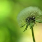 Löwenzahn: Warten auf Wind 01