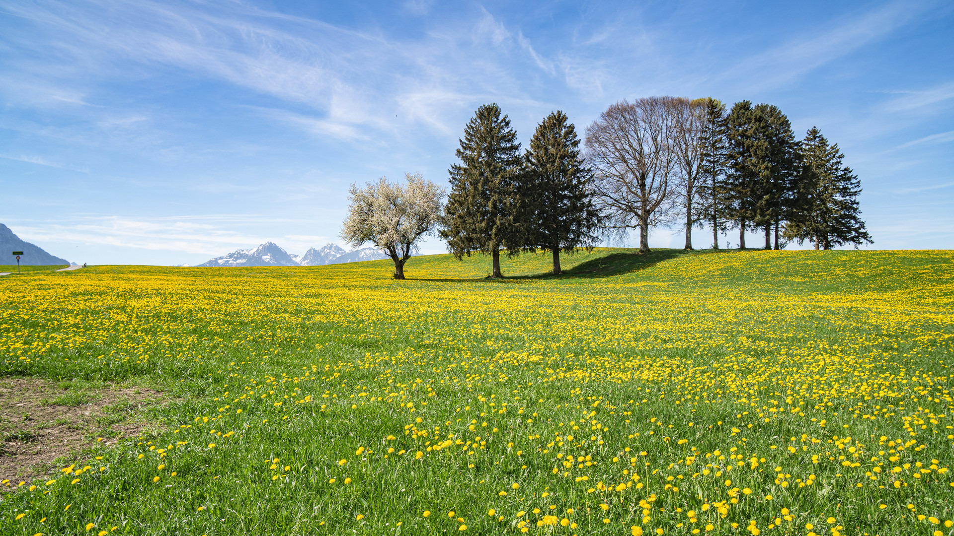 Löwenzahn-Wiese