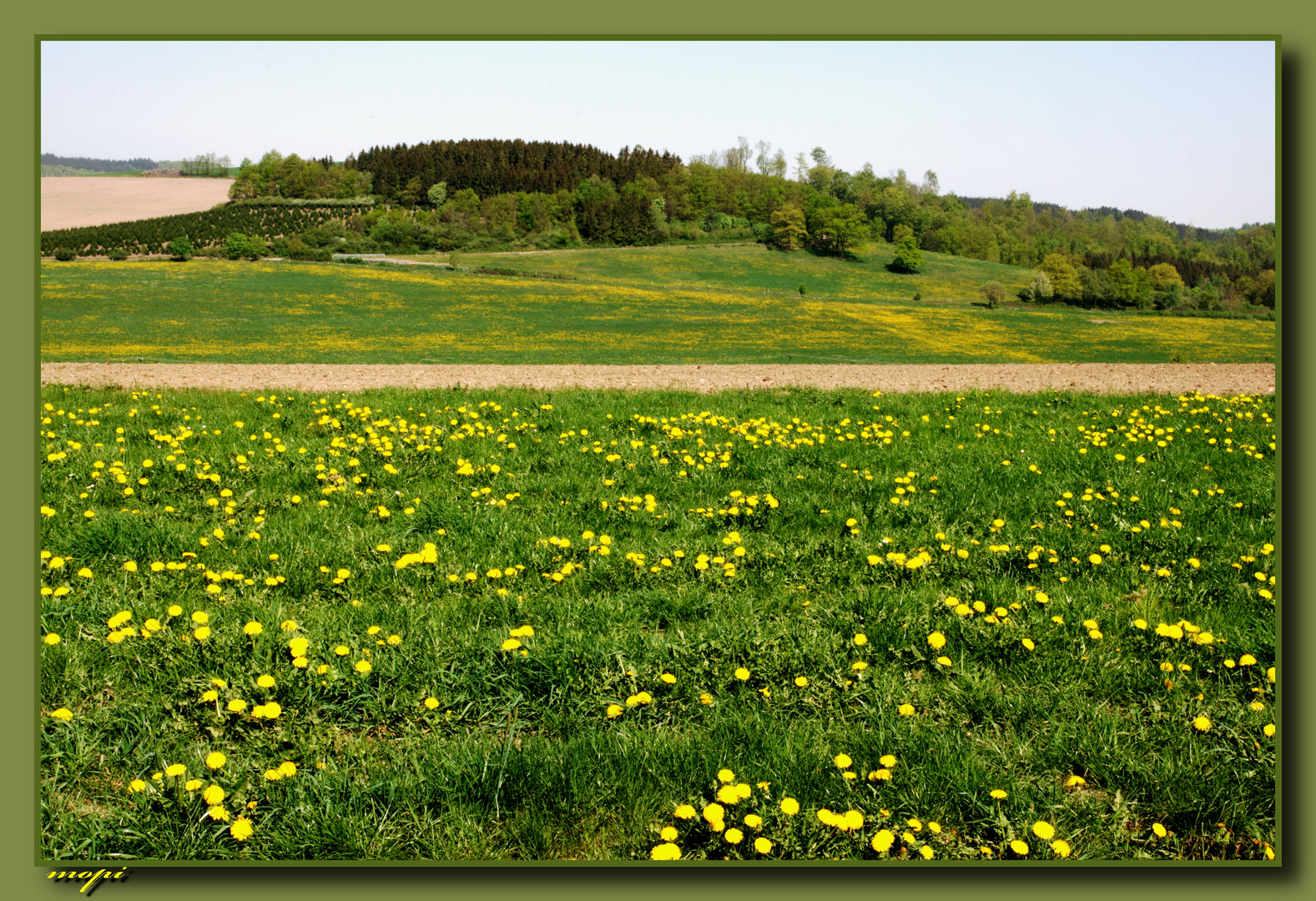 Löwenzahn-Wiese