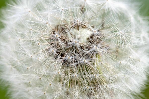 Löwenzahn - Zeit zum Abflug...