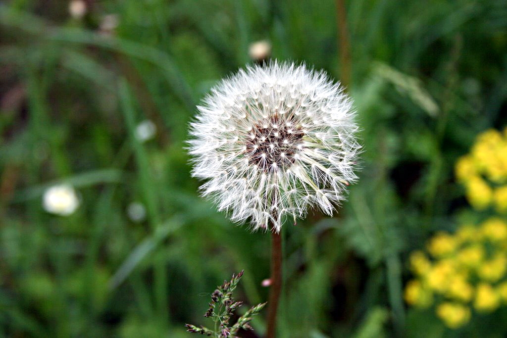 Löwenzahn zünde deine Lichtlein an