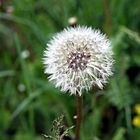 Löwenzahn zünde deine Lichtlein an