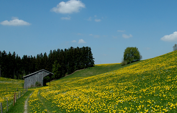 Löwenzahnblühte im Allgäu