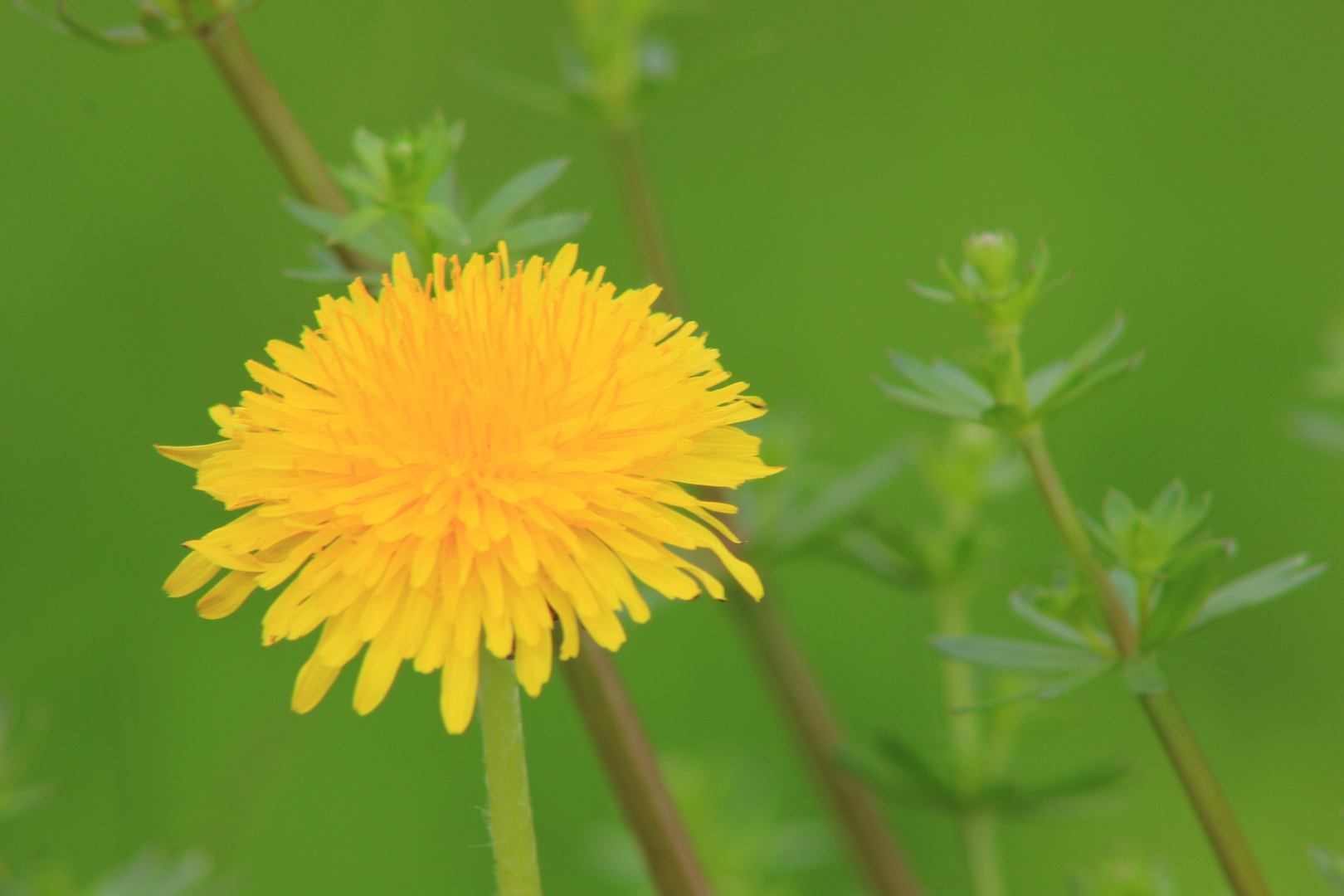 Löwenzahnblüte