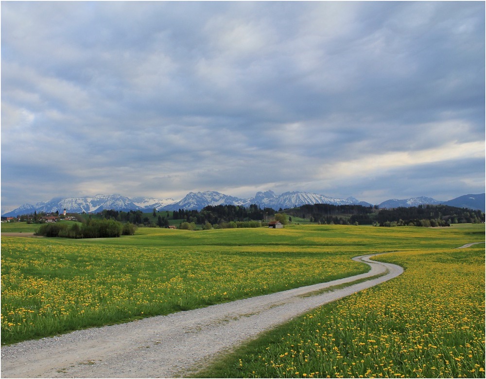 LÖWENZAHNBLÜTE