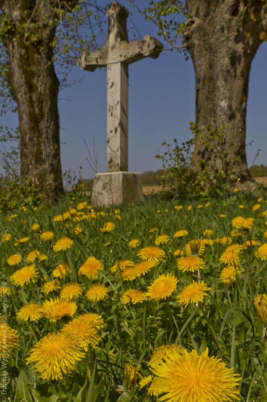 Löwenzahnblüte