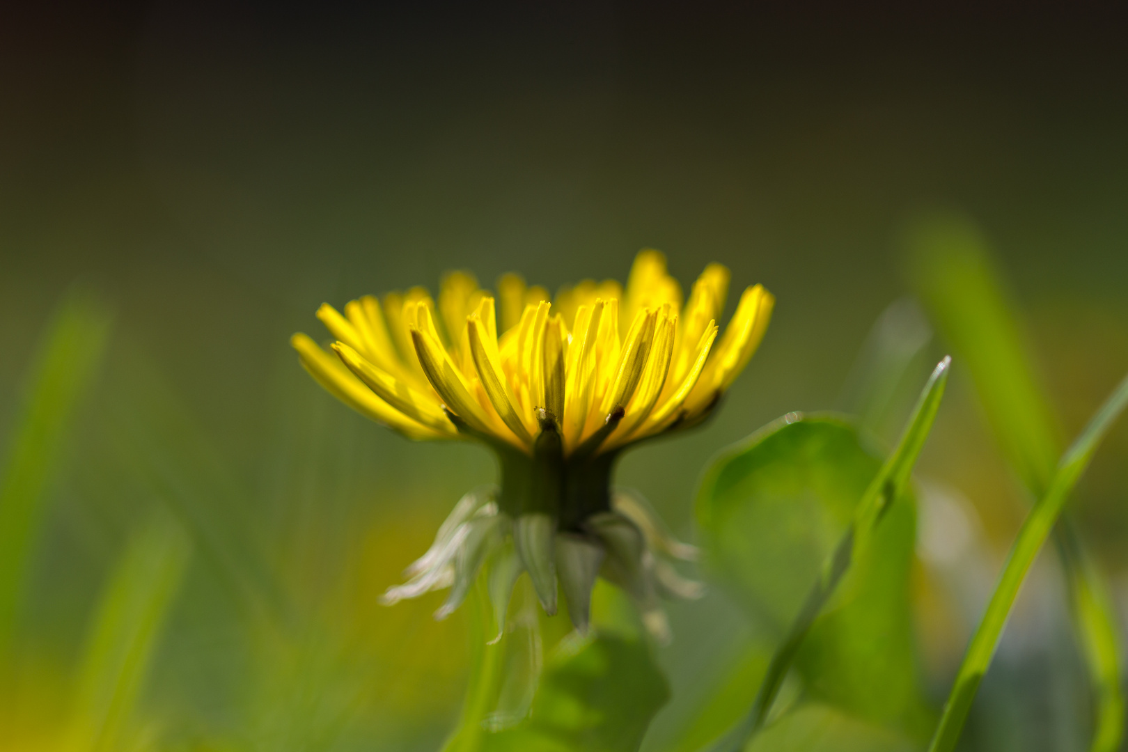 Löwenzahnblüte