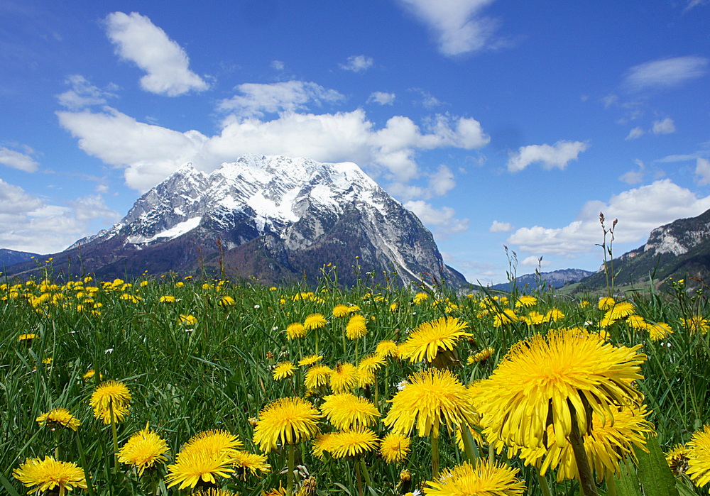 Löwenzahnblüte