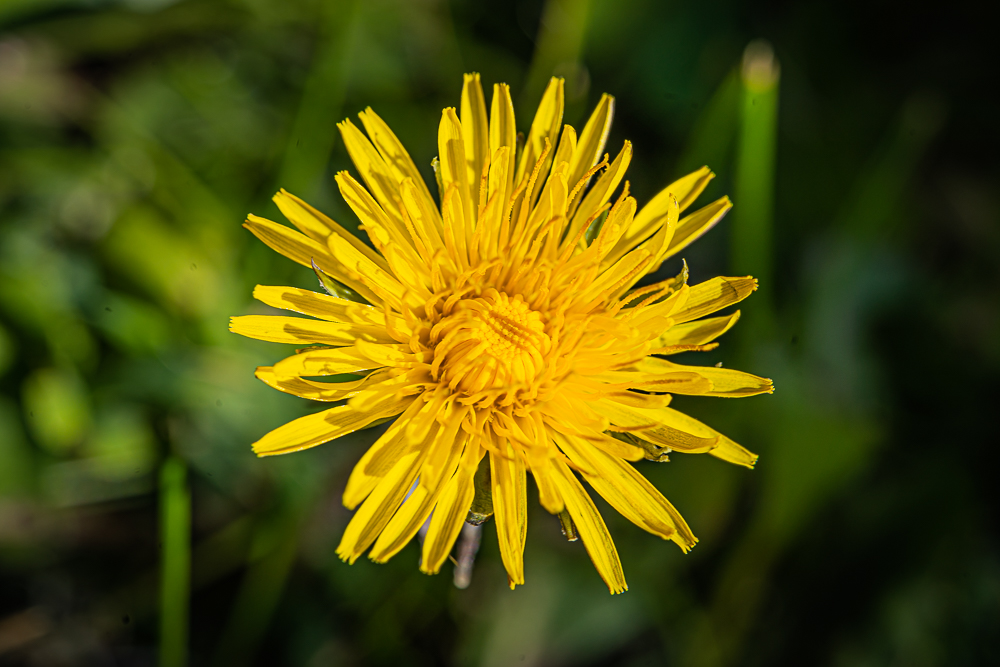 Löwenzahnblüte